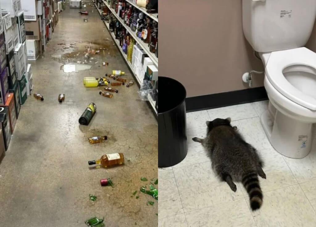 Racoon Dealing With It Meme Template
