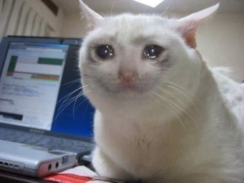 Sad Cat Meme Template
